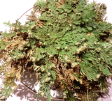 Jericho Flower
